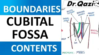 Cubital Fossa Anatomy | Boundaries and contents with Mnemonic