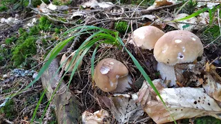 FUNGHI PORCINI 🍄🍄🍄Settembre IN ROMANIA 2023 - Белые грибы - Hribi - Borowiki -