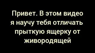 | Чем отличается прыткая ящерица от живородящей?? | ЗАДРОТ С ЯЩЕРКОЙ |