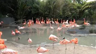 California 2012 (Pt. 53) - San Diego Zoo Flamingo Symphony