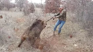 Son 4 sezondaki aksiyon dolu tüm yaban domuzu avlarım / Wild boar Hunting!