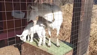 Сделали КОЗОВНИК из КУРЯТНИКА / Переселение козы на новое место.