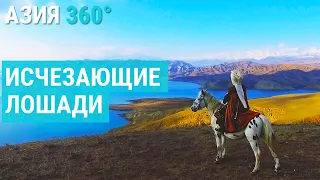 Возрождение исчезающей породы лошадей в Кыргызстане| АЗИЯ 360°