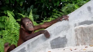 Baby orangutan Mabel using the stairs