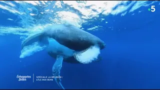 La Réunion, île intense - extrait - Échappées belles