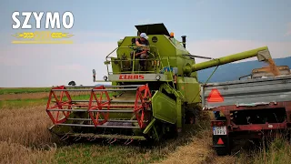 🔥Żniwa 2023🔥Pszenżyto pod kosę🔥CLAAS MERCATOR 50 & URSUS C-360🔥