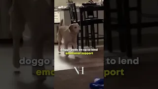 Dog reacting to Lion King
