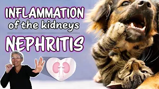 Inflammation of the Kidneys in Dogs & Cats | Nephritis