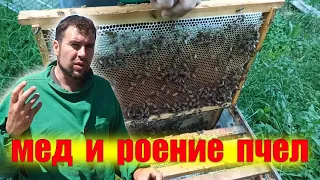 Ошибки пчеловода с Роением пчел. Пчелы понесли мед Липа + Гречиха ОТКУДА?