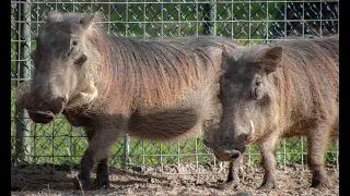 Zoo to You with Big Girl, Little Girl, and Karanga, our Warthogs!