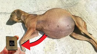 The vet Calls the Cops after Dog Refuses to Give Birth and Sees the Ultrasound