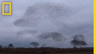 Watch: Starlings Fly in Mesmerizing Shape-Shifting Cloud Formation | National Geographic