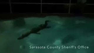 Alligator found in swimming pool of Sarasota, Florida, home