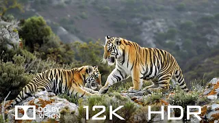 12K HDR 60fps Dolby Vision - Impressive Animals And Relaxing Piano Music