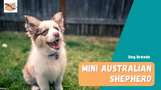 Mini Australian Shepherd: Everything You Need To Know About The Mini Aussie!