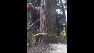 CUTTING A TREE DOWN AGAINST ITS LEAN