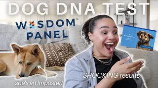 I DNA tested my dog *SHOCKING RESULTS* l Unexpected Wisdom Panel results l I was lied to (again)