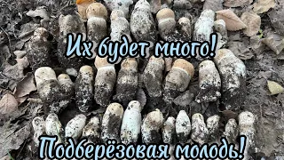 Подберёзовик Твёрдый-Тополевый!этим всё сказано!лучший гриб в дубово-тополевом лесу!тихая охота2023!