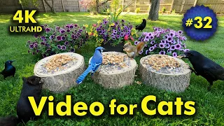 4K TV For Cats | Pleasantly Purple Flowers | Bird and Squirrel Watching | Video 32