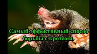 Самый эффективный способ борьбы с кротами.