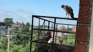 Red-shouldered hawks make nest in downtown Cincinnati fire escape