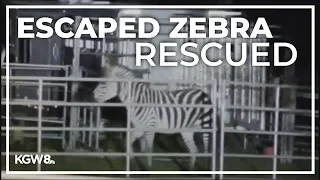 Missing zebra found safe in Washington