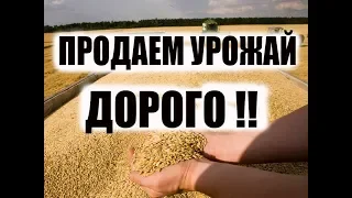 Как продать пшеницу по максимальной цене?