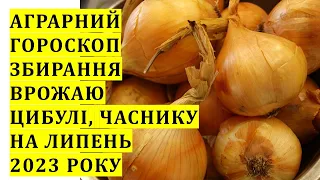 Аграрний гороскоп збирання врожаю озимих цибулі та часнику в липні 2023 року