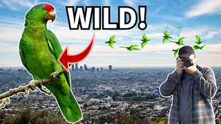 Finding hundreds of WILD parrots in CALIFORNIA