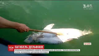 Браконьєри на Одещині просто на території біосферного заповідника вбивають дельфінів