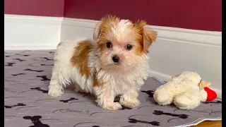 STUNNING! TEACUP YORKIE MALE GOLD & WHITE SO RARE 4sale Marietta GA Tcupsandtoypups.com 770-527-7295