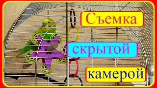 Съемка скрытой камерой//Чем занят попугай?//Первый день весны