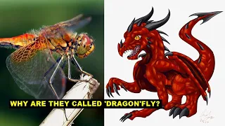 Why Are They Called Dragonflies When They Look Nothing Like A Dragon?