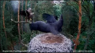 Black stork chicks who still cannot fly resisted the attacks of the eagle/Птенцы аиста прогнали орла