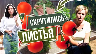 Ужас!! Почему скручиваются листья томатов 🍅 Советы эксперта Хитсад ТВ