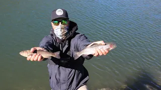 How to fish a Thomas Bouyant spoon for rainbow trout.