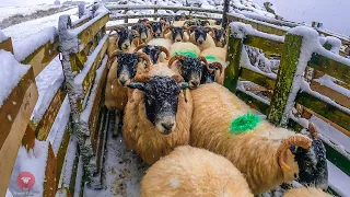 MORE SNOW THAN SANDI BROCK? 🤔😆   |  Sheep Pregnancy Scanning in Scotland