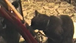 Cat playing the guitar.  No tricks, this cat actually plays guitar.