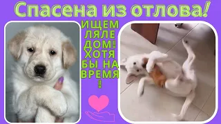 Спасённая из отлова Ляля Ищем дом или передержку!