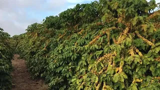 Café arara 2018.. Produção 120 sacas por hectare...3.5 por 0.50