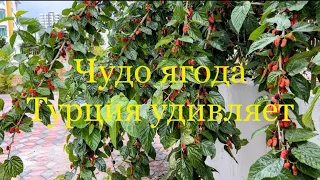 👍Болталка в турецком саду☀️В Мерсине созрела чудо ягода🌸