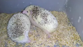 Hedgehog 101 (Breeding Time)