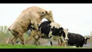 Animals cow mating off Karachi