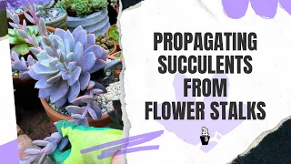 Propagating Succulents From Flower Stalks - TCS027