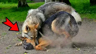 The wolf grabbed the dog and dragged him into the forest. You won't believe what happened next!