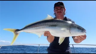 Catching BIG Squid and BIG Yellowtail kingfish Sydney 🎣💥