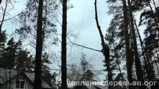 Удаление дерева над оголенными проводами в Одинцовском районе Подмосковья.