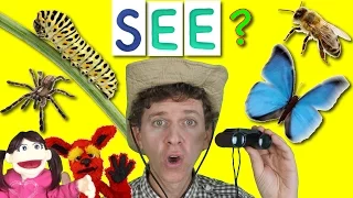 What Do You See? Song | Bugs and Insects | Learn English Kids