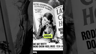 Lassie, the most famous dog ever??  #pets #dog #celebritypets