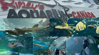 Ripley’s Aquarium of Canada/Aquarium in Canada/rick at ripley's aquarium of canada